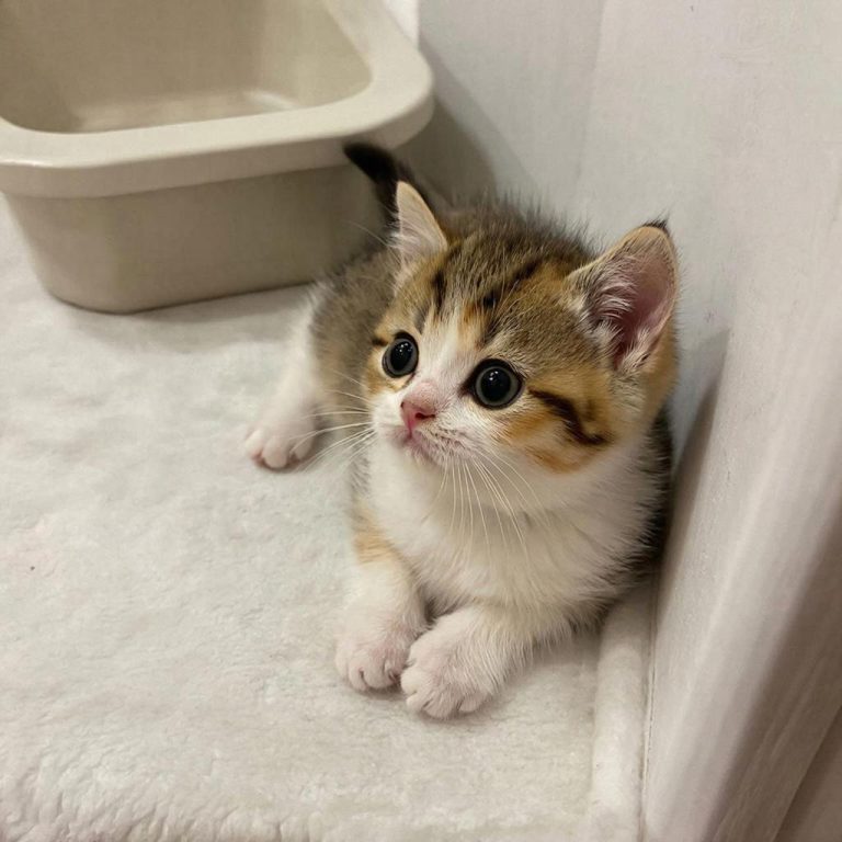 Как приучить котенка к лотку в квартире легко и быстро?