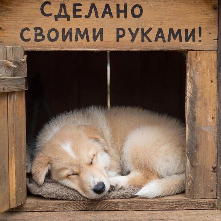 Как сделать будку для собаки своими руками?