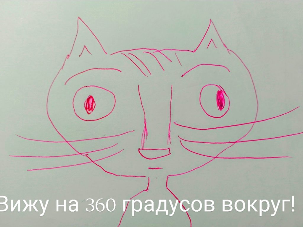 Косоглазие у кошек: причины страбизма и лечение зрительного аппарата у питомца