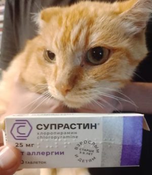 mozhno-li-koshkam-suprastin