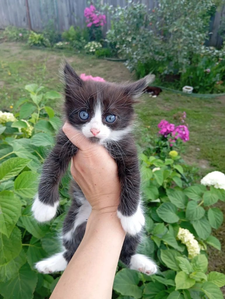 можно ли давать котёнку активированный уголь