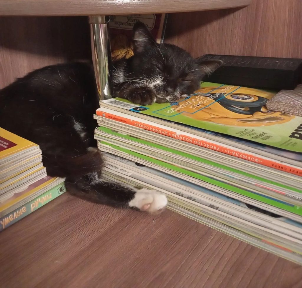 тифлит у домашних кошек