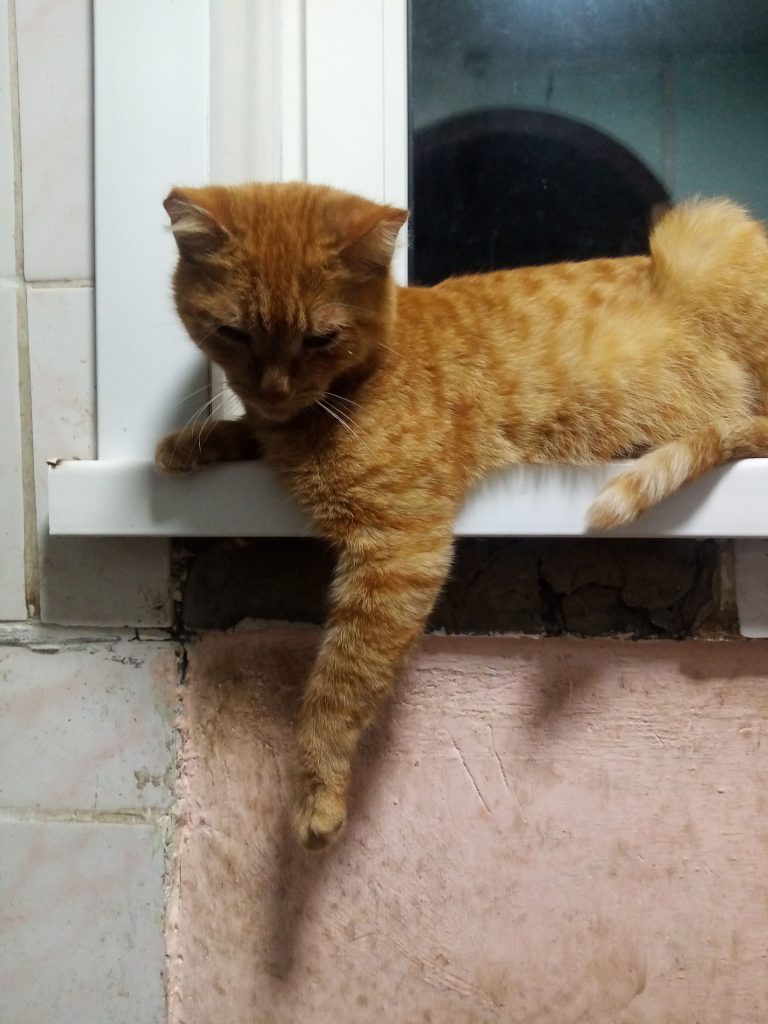 рыжая кошка