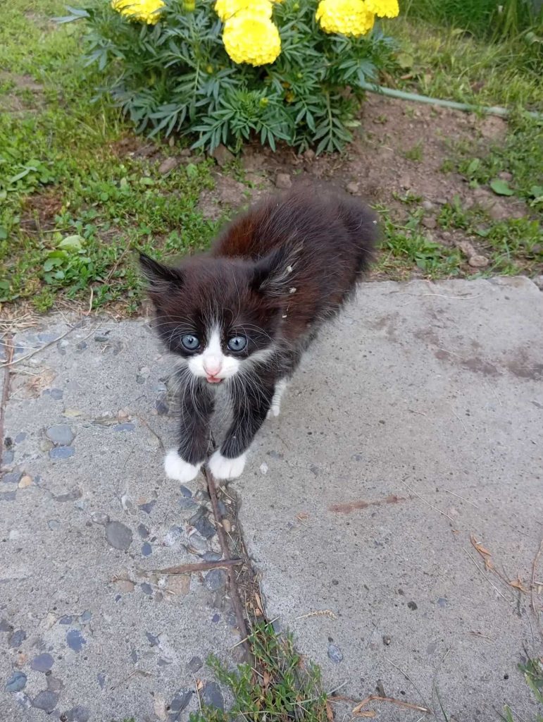 котенок увидел сырое мясо