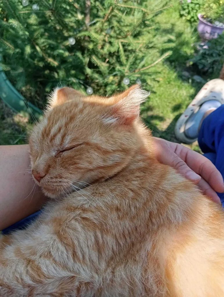 кастрация рыжего кота крипторха