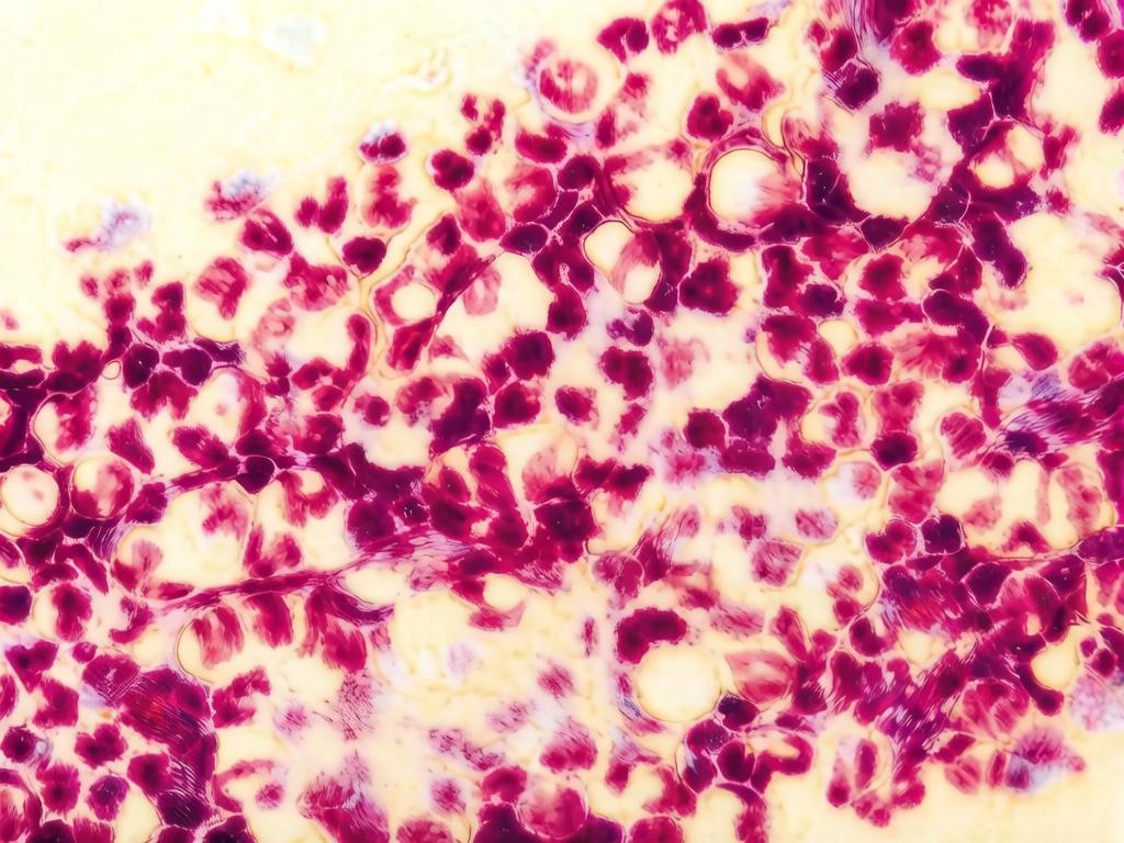 Иллюстрация к материалу «Что такое листовидная пузырчатка (Pemphigus foliaceus) у кошек?»
